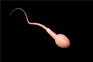 正常精子什么样？精子能存活多长时间？